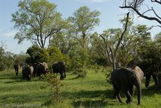 Afrikanischer Elefant (103 von 131).jpg